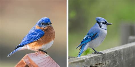 blue jays or bluebirds